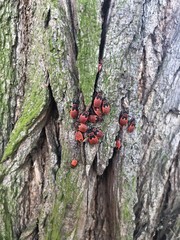 Red bugs in tree bark