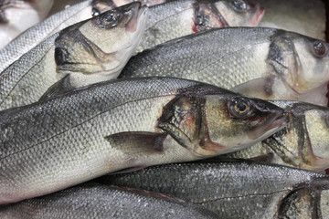 Fish market in Le Treport, Northern France. Frozen Carps.