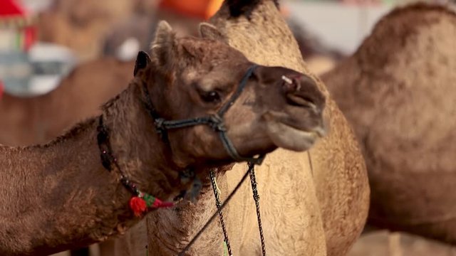 Camels in slow motion at the Pushkar Fair, also called the Pushkar Camel Fair or locally as Kartik Mela is an annual multi-day livestock fair and cultural held in the town of Pushkar Rajasthan, India.
