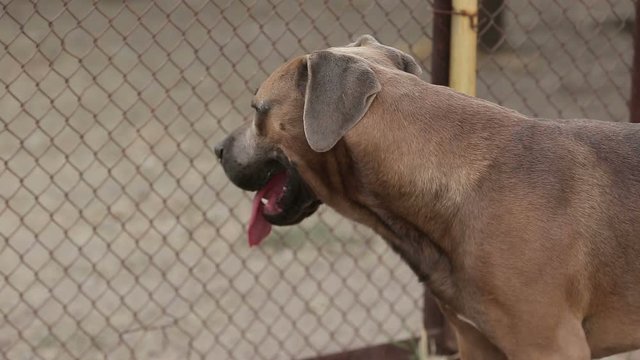 A shelter for dogs where different types of stray dogs live. Dogs drink water, eat dog food, fight each other, play, dog without a leg. man loves dogs. 