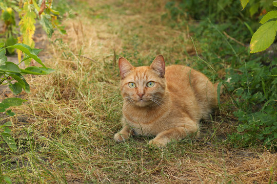 Red cat lies on the grass garden path, horizontal orientation