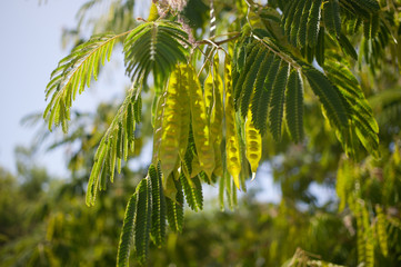 Bright green seed pods hanging from tree.