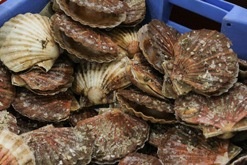 Sea scallops at fish market in Le Treport, France