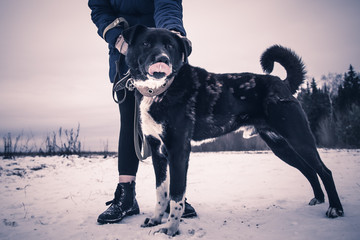 charismatic dog from a shelter for stray dogs walks on a winter day