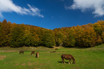 paesaggio autunnale