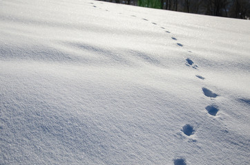 Wildspuren im Schnee