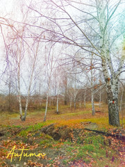 autumn in the forest