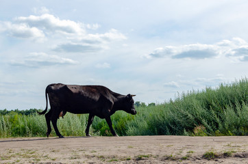 Cows graze in a field on green grass