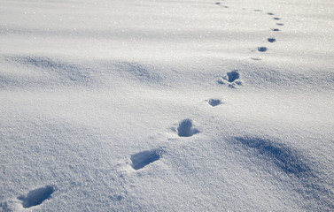 Wildspuren im Schnee