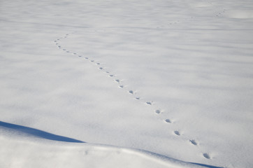 Wildspuren im Schnee