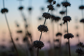 Obraz premium Dried blossums with sunset.