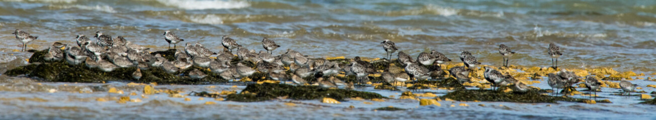 oiseau d'eau divers 