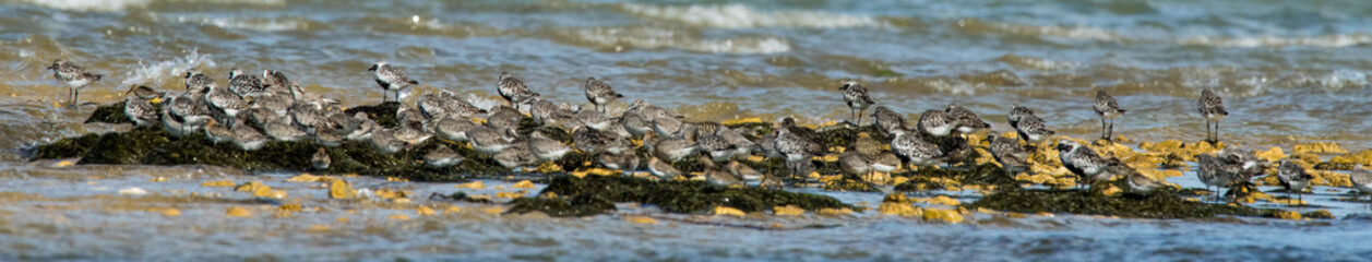 oiseau d'eau divers 