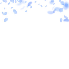 Dark blue flower petals falling down. Artistic rom