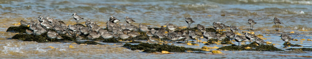 oiseau d'eau divers 