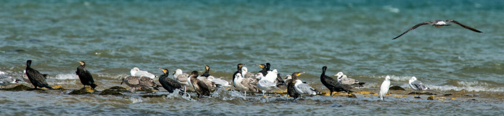 oiseau d'eau divers 
