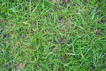 The green summer grass texture