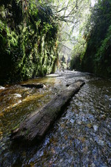 stream in forest