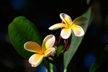 Plumeria blossums with dark background.