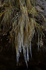 frozen grass