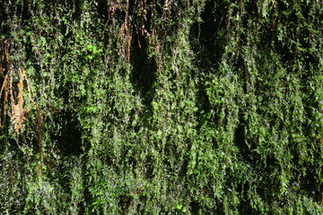 green moss on tree