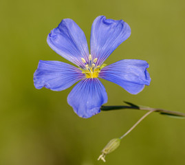 blue flax flower closeup on green background