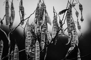 Seed pods hanging from tree branches.