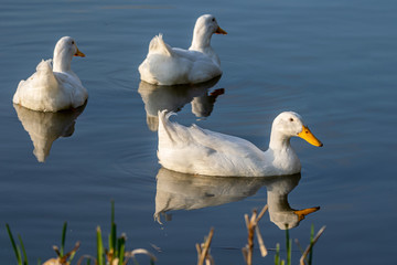 Heavy white pekin ducks (aylesbury or long island ducks) swimming on still lake water