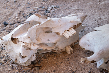 Animal skull lies on the sand