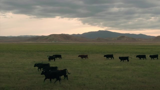 Aerial: Cattle running on a ranch surrounded by hills in California, USA