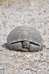 resting tortoise