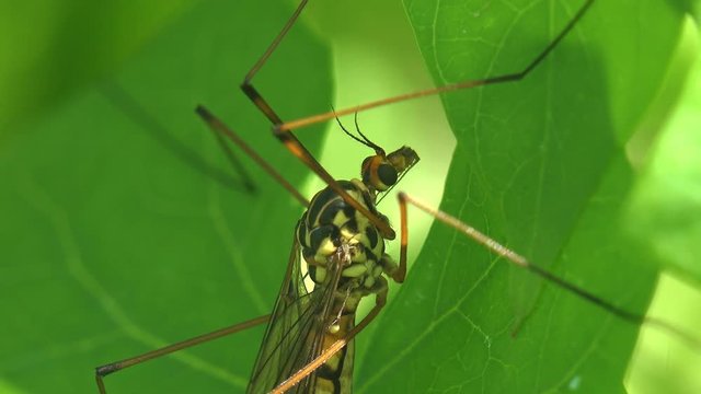 Mosquito Crane Fly Tipula Luna male sitting on green Leaf. Crane fly is common name referring to any member of insect family Tipulidae, true flies in superfamily Tipuloidea.  View Insect macro