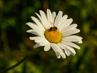 Fototapeta premium white daisy flower with bee on it closeup