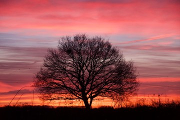 Fototapeta na wymiar Winter Oak at Dawn