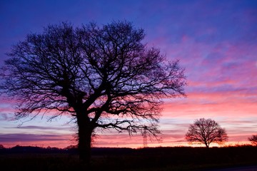 Fototapeta na wymiar Winter Trees at Sunrise 