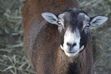 Fototapeta premium Wildschaft-Mufflon-Ovis gmelini musimon