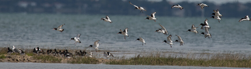 oiseaux d'eau