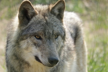 Grauwolf - Canis Lupus