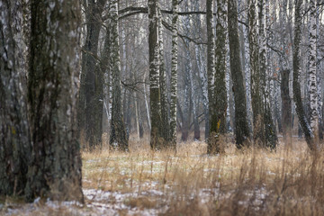 Panorama of a birch grove in winter. slender white trees