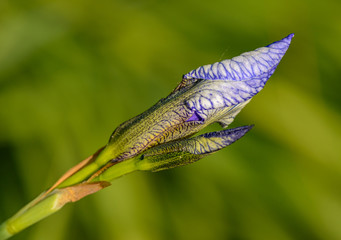 flower bud of a blue flag flower
