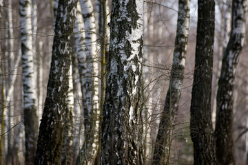 Panorama of a birch grove in winter. slender white trees