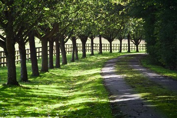 Fototapeta premium Tree Lined Avenue