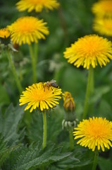 bee on yellow dandelion