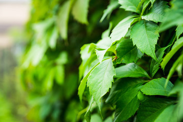 Parthenocissus tricuspidata (Virginia creeper) in the garden. Shallow depth of field.