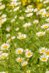 few of white daisy flowers on a field