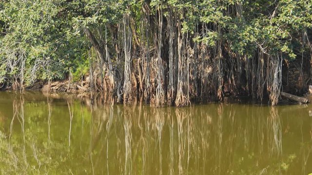 Banyan, also spelled banian, is a fig that begins its life as an epiphyte, a plant that grows on another plants. The national tree of the Republic of India. Ranthambore National Park Rajasthan India