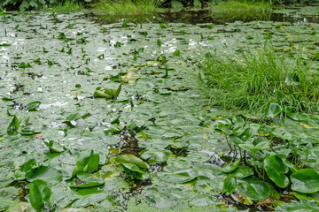 Water plants in the pond, water green lillies.