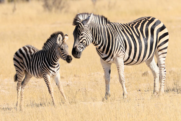 baby zebra with his mother - obrazy, fototapety, plakaty