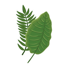 leafs nature tropical isolated icon vector illustration design