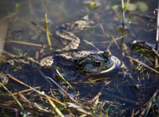 Smiley Frog 